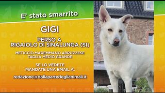 Gigi, disperso in provincia di Siena
